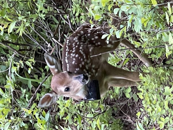 Collared newborn white-tailed deer fawn in northern Idaho