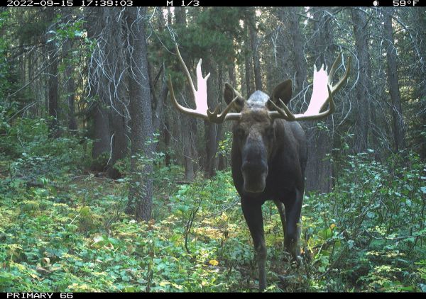 bull moose photo from a field camera being used to estimate moose population abundance