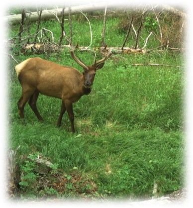 Collared bull elk in northwestern Montana