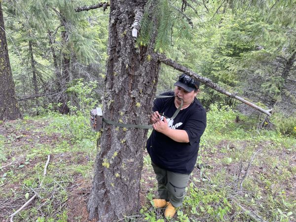 Sattie Fisher placing a field camera on the Yakama Indian Reservation for monitoring horses, elk, and deer.
