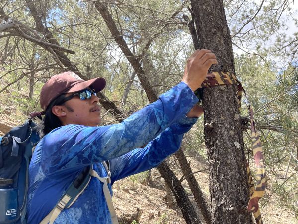Xavier Lovato placing an acoustic recording unit to monitor Mexican spotted owls in New Mexico
