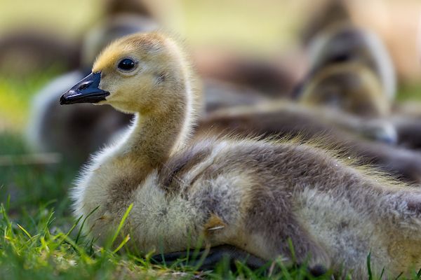 A duckling