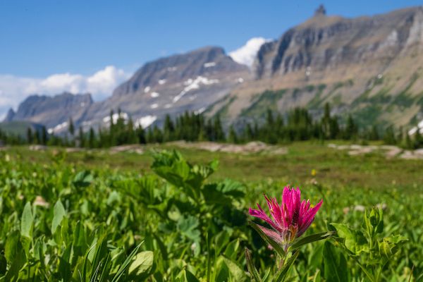 wildflowers and mountains in glacier national park