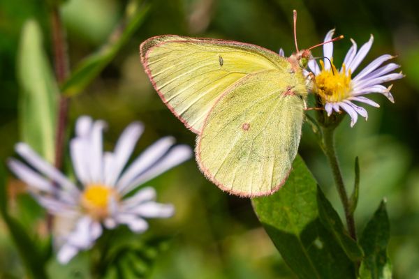 butterfly on an aster wildflower