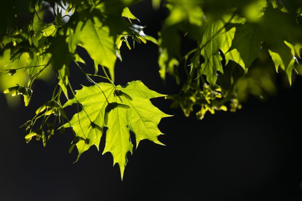 sunshine on leaves in spring