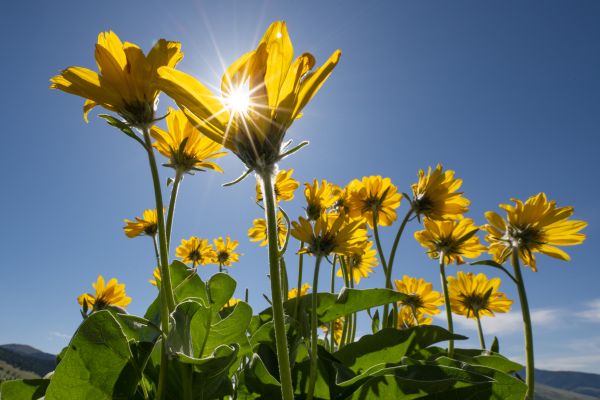 spring flowers and sunlight