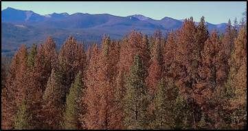 Disturbance and the Carbon Balance of Western Forests