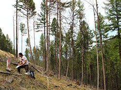 Forest hydrology
