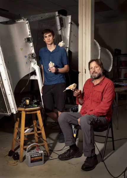 Two researchers sit in front of a wind tunnel, holding Eurasian collared doves.