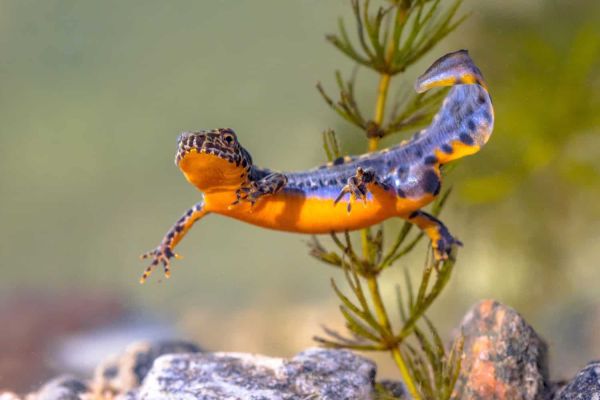 An orange and purple salamander floats in water.