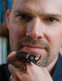 A research stares close up to the camera, in their hand is a rhinoceros beetle
