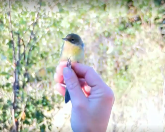 A small songbird is gently held between fingers