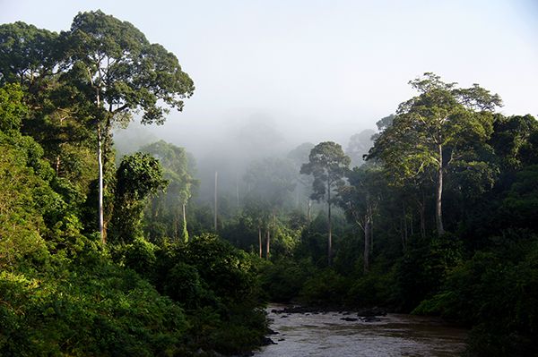 A wide shot of a lush green forest