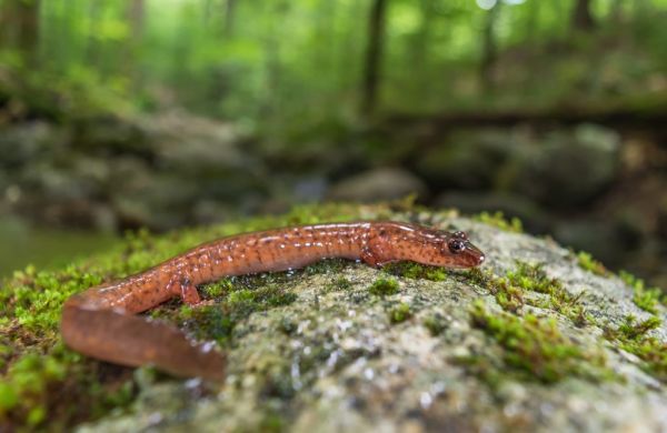 A small red salamander perches on a rock