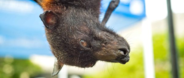 A brown bat hangs upside down on a sunny day.