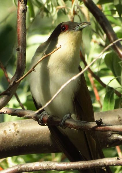A cuckoo sits in a tree and looks at the camera.