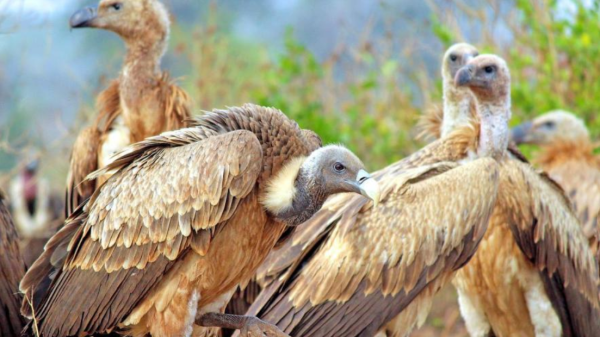 A flock of Eurasian griffon vultures.