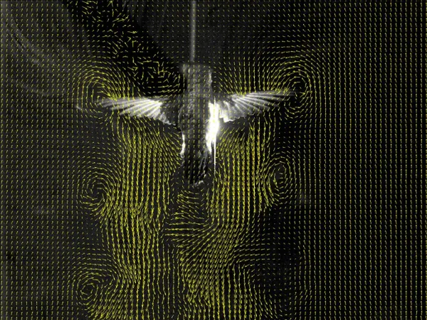 A technical image of a hummingbird in a wind tunnel showing the aerodynamics of the wind around the wings.