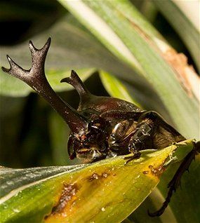 A rhinoceros beetle sits on a yellowing jungle leaf