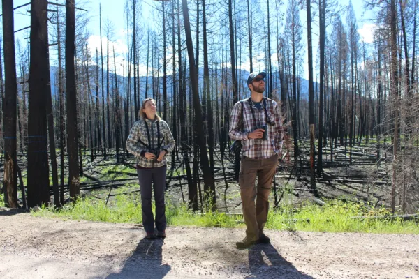 Two people stand in a recently burned forest on a sunny day, looking up into the canopies of the trees.