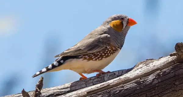 A zebra finch, which has a light underbelly, spotted tail, gray top coat, orange cheek, and bright red beak, sits on a tree branch in the sun.