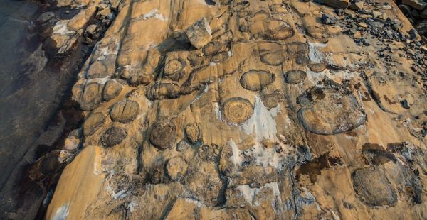 An image of a cross section of stromatolites, fossilized in rock.
