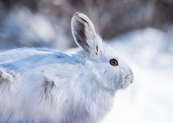 A snowshoe hair sits in snow.