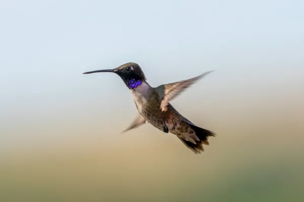 A small hummingbird, hovering in the air.
