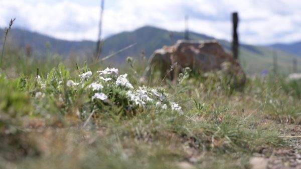 A picture of a small white flower on Waterworks hill.