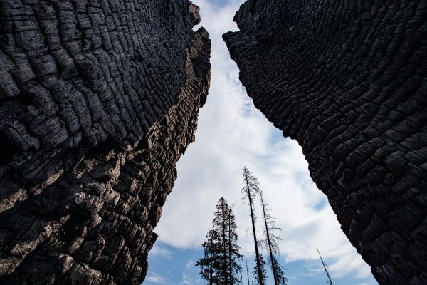 The camera looks up at the blue sky through a burned out stump.