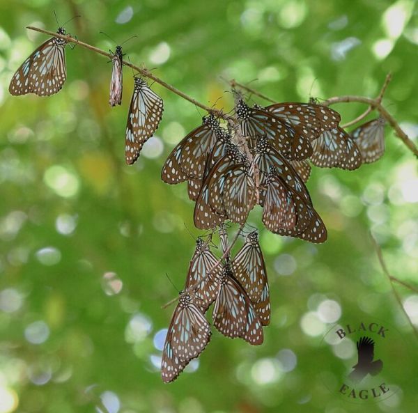 A colony of butterflies huddles on a branch in a tree's canopy.