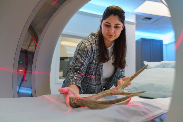 A person carefully lowers an antler onto an MRI machine.