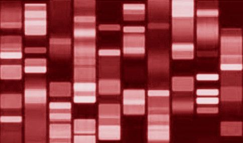 Abstract digital illustration of a DNA sequence in red hues. This image represents genetic analysis or molecular biology concepts
