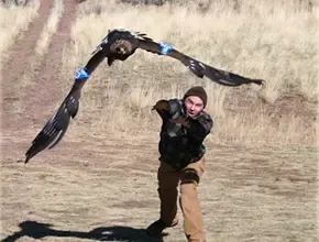 raptor in flight with a person bent over after releasing it in the background