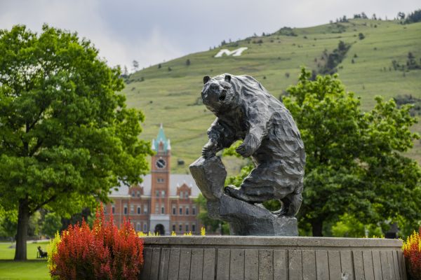 iconic features of the UM campus: grizzly bear statue, main hall, the M on Mt. Sentinel