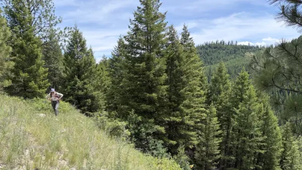 A scientist is hunched over the higher part of a steep, grassy slope. Large, slender, darker green trees are in the background of this partially cloudy day.