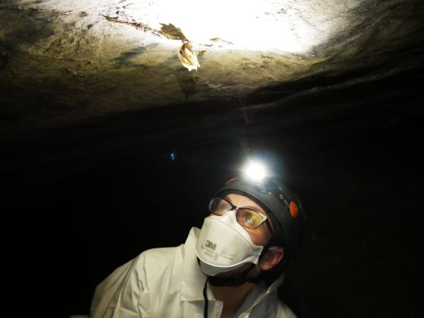 Research observing bat in a cave