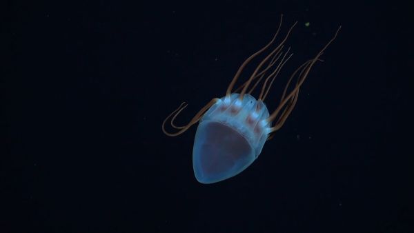 Blue jelly fish in the ocean. CREDIT: ROV SuBastian / Schmidt Ocean Institute