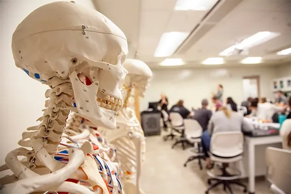skeleton hanging in front of a class