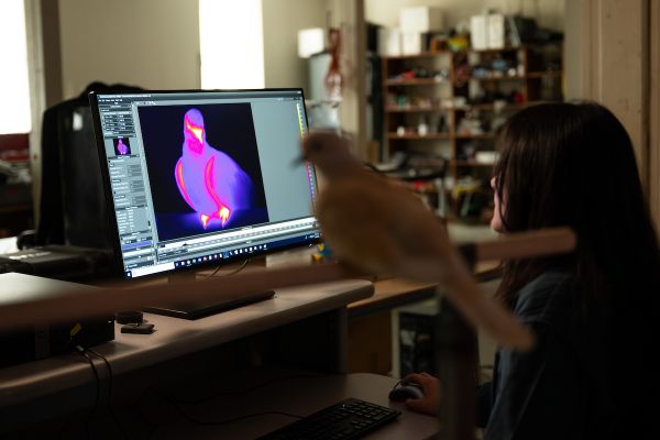 dove on stand in front of a student sitting at a computer with a image of the birds heat signature on screen