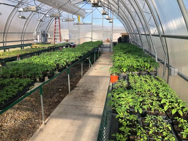 plants on tables in a plastic covered hut