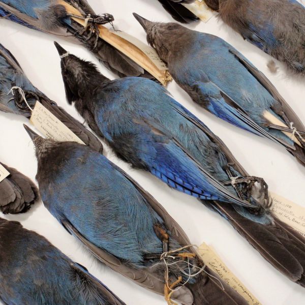 rows of bird specimens with blue bellies