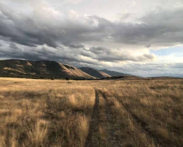 Open field of golden grasses with background mountains