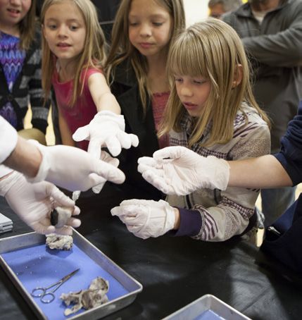 Heart and Eye Dissections