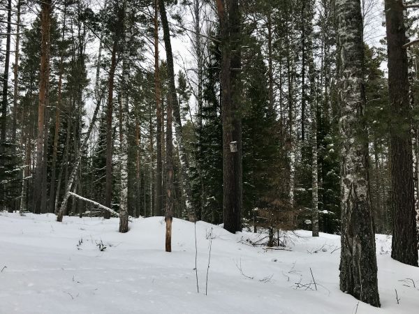 tree stand in winter