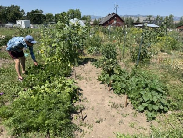 garden plot with lots of green vegetation