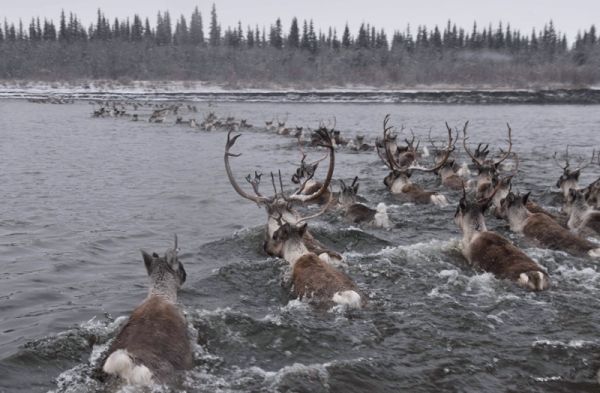fate of the caribou