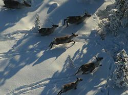 caribou