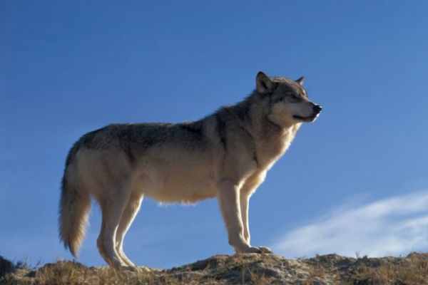 wolf