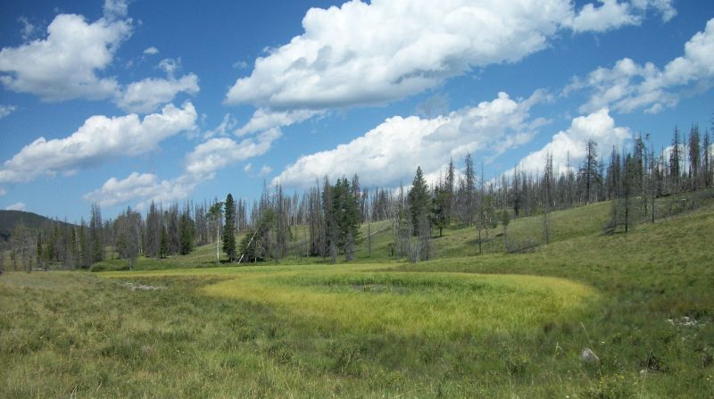 A green meadow with a marshy center, surrounded by hills with evergreen and burned trees under a bright blue sky with white clouds.